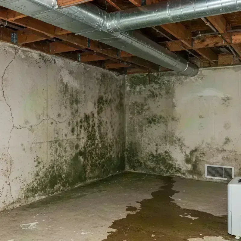 Professional Mold Removal in Boonville, CA